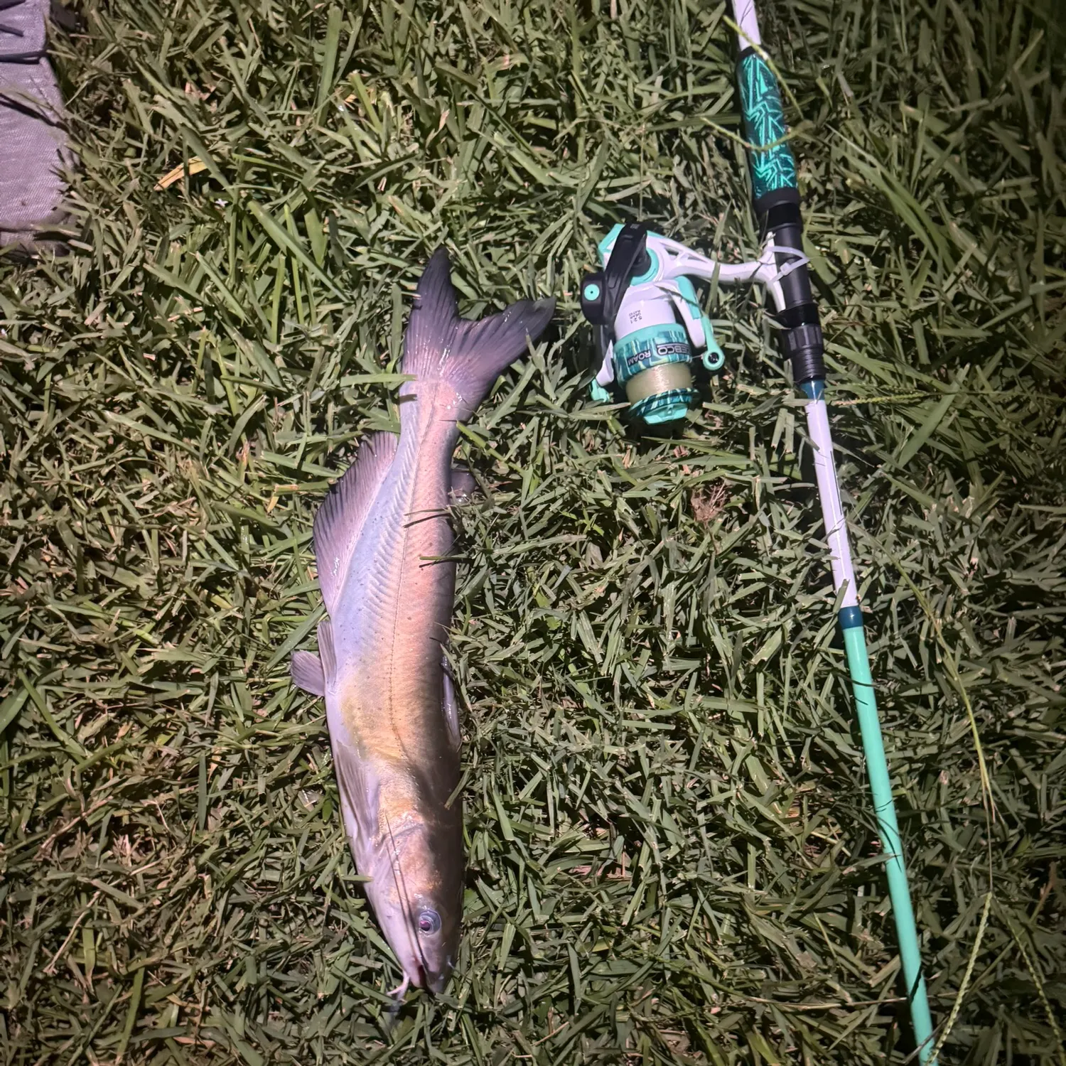 Channel catfish caught on Fishbrain