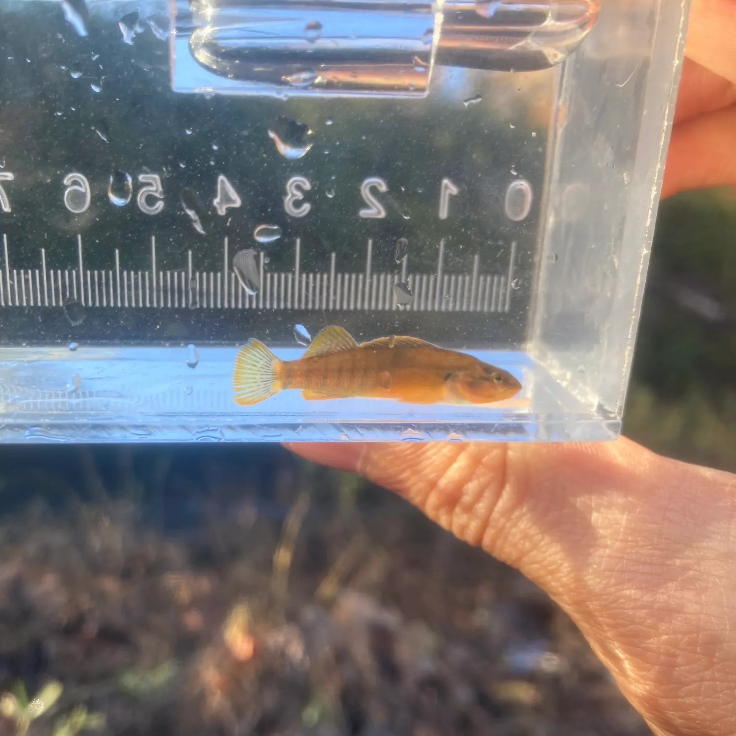 The most recent Tippecanoe darter catches on Fishbrain