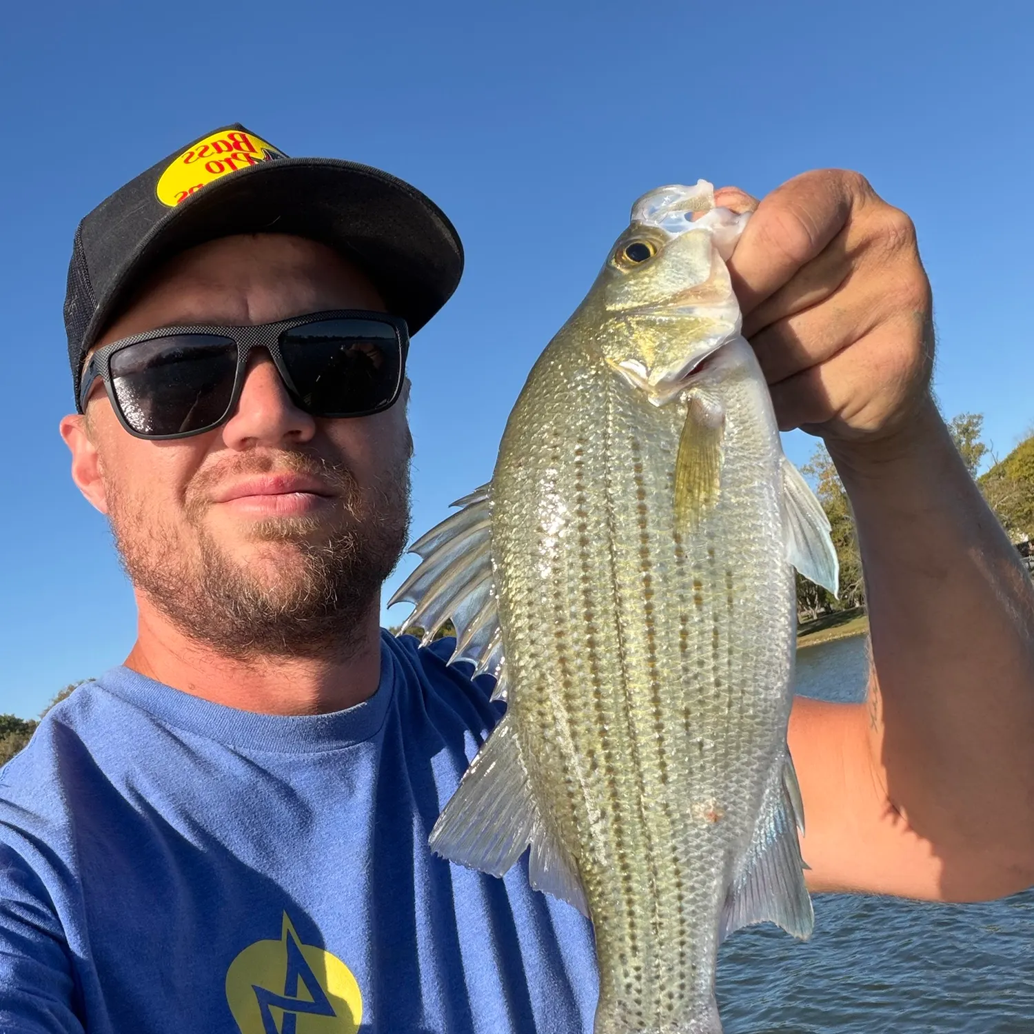 White bass caught on Fishbrain