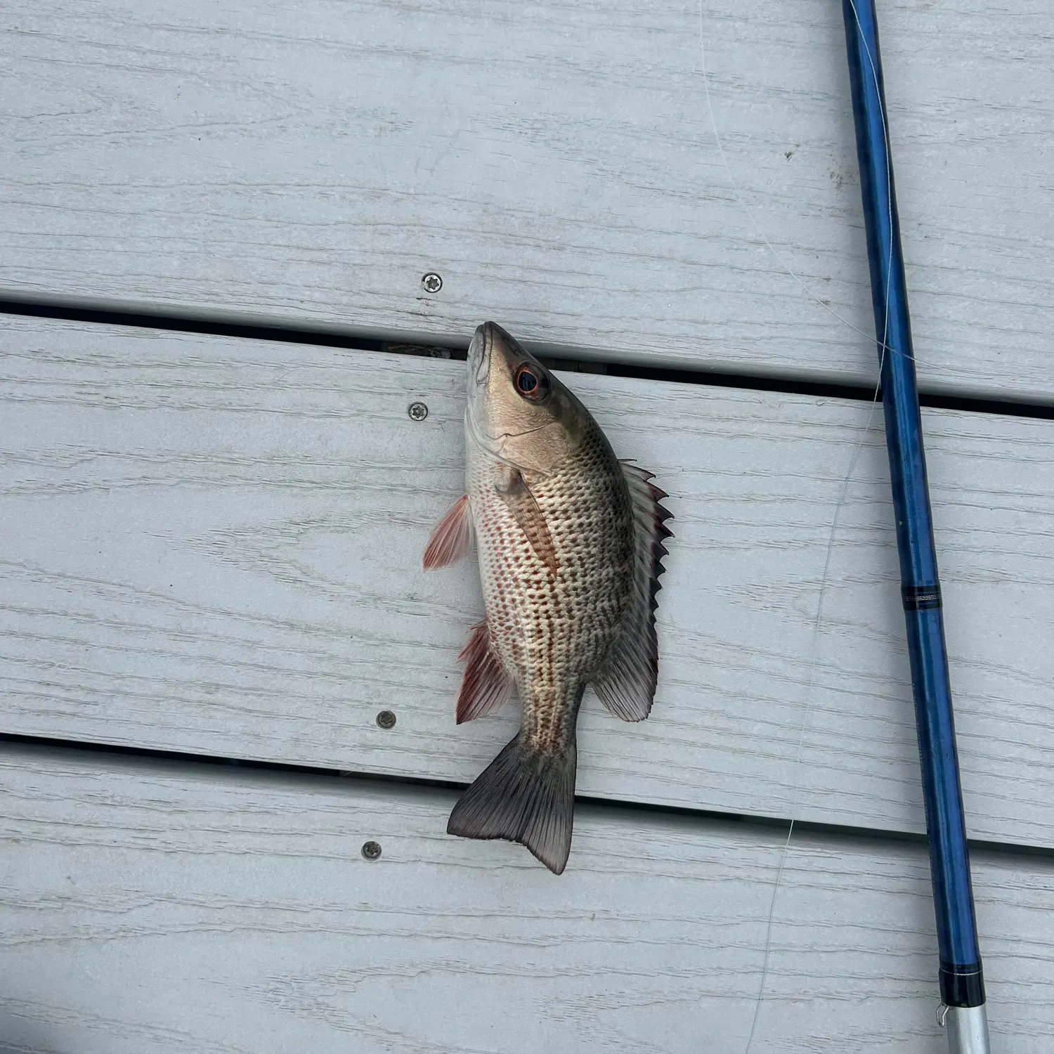 The most recent Mangrove snapper catches on Fishbrain