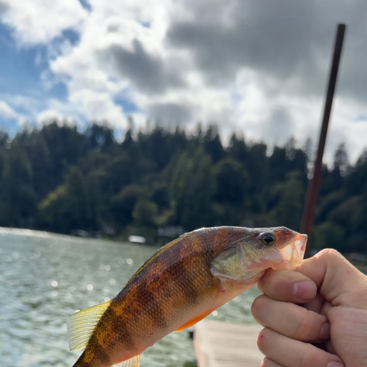 Yellow perch caught on Fishbrain