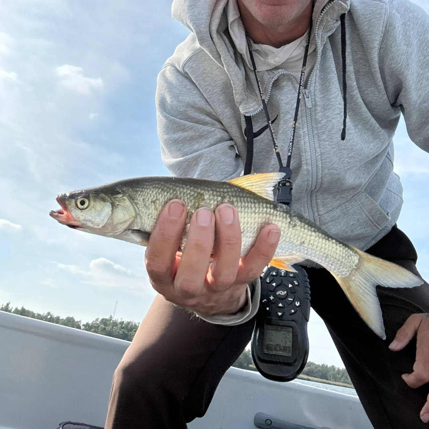 The most recent Asp catches on Fishbrain