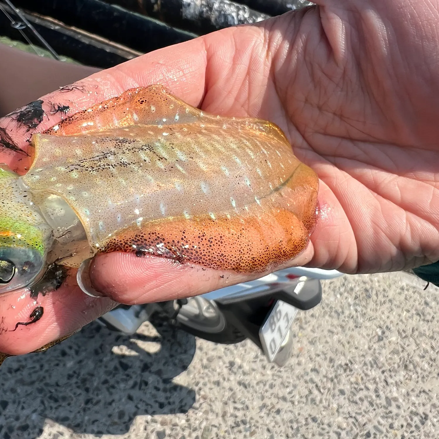 The most recent Bigfin reef squid catches on Fishbrain