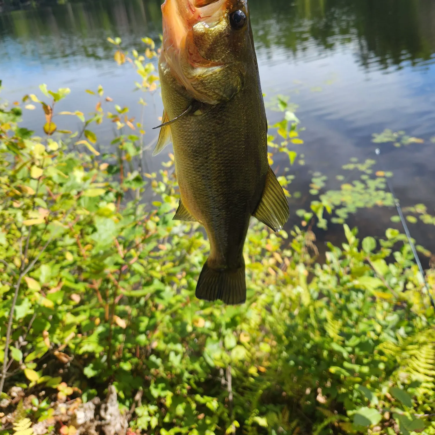 Largemouth bass caught on Fishbrain