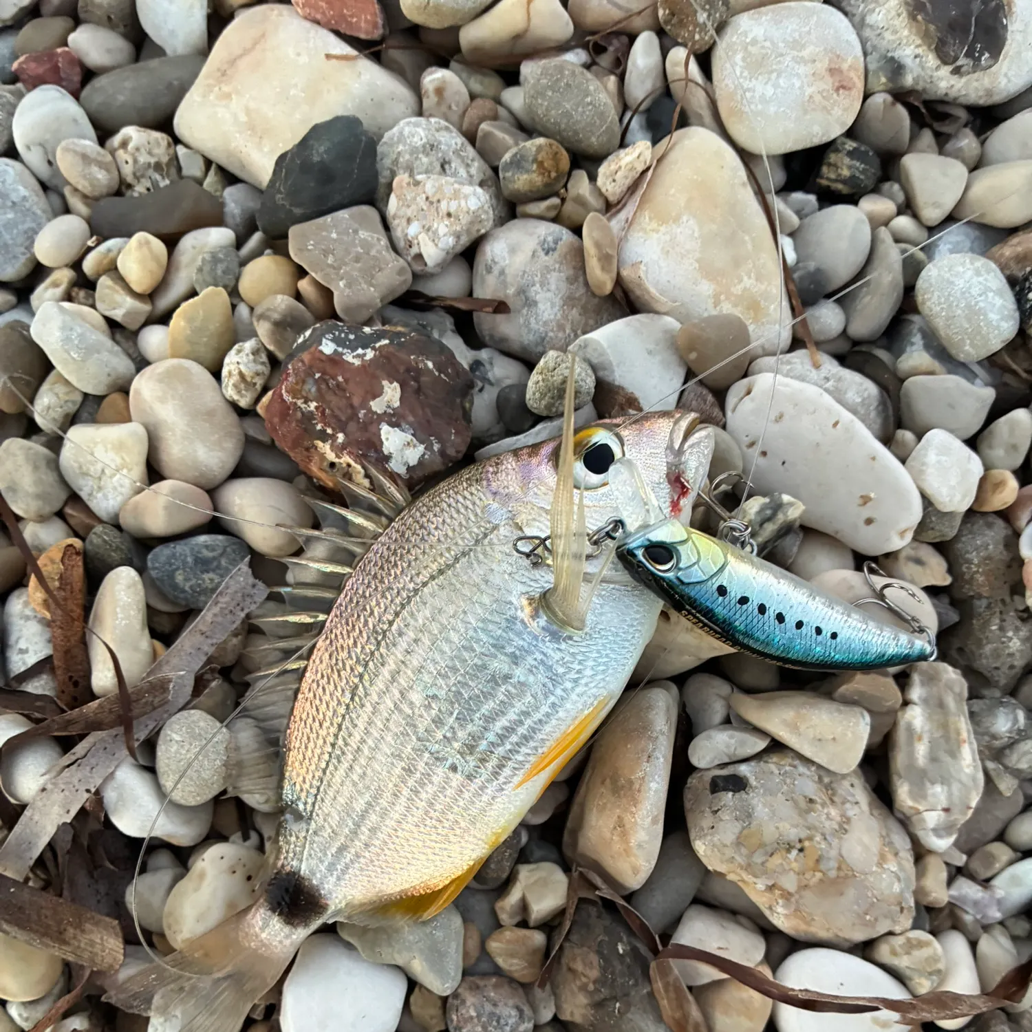 White seabream caught on Fishbrain