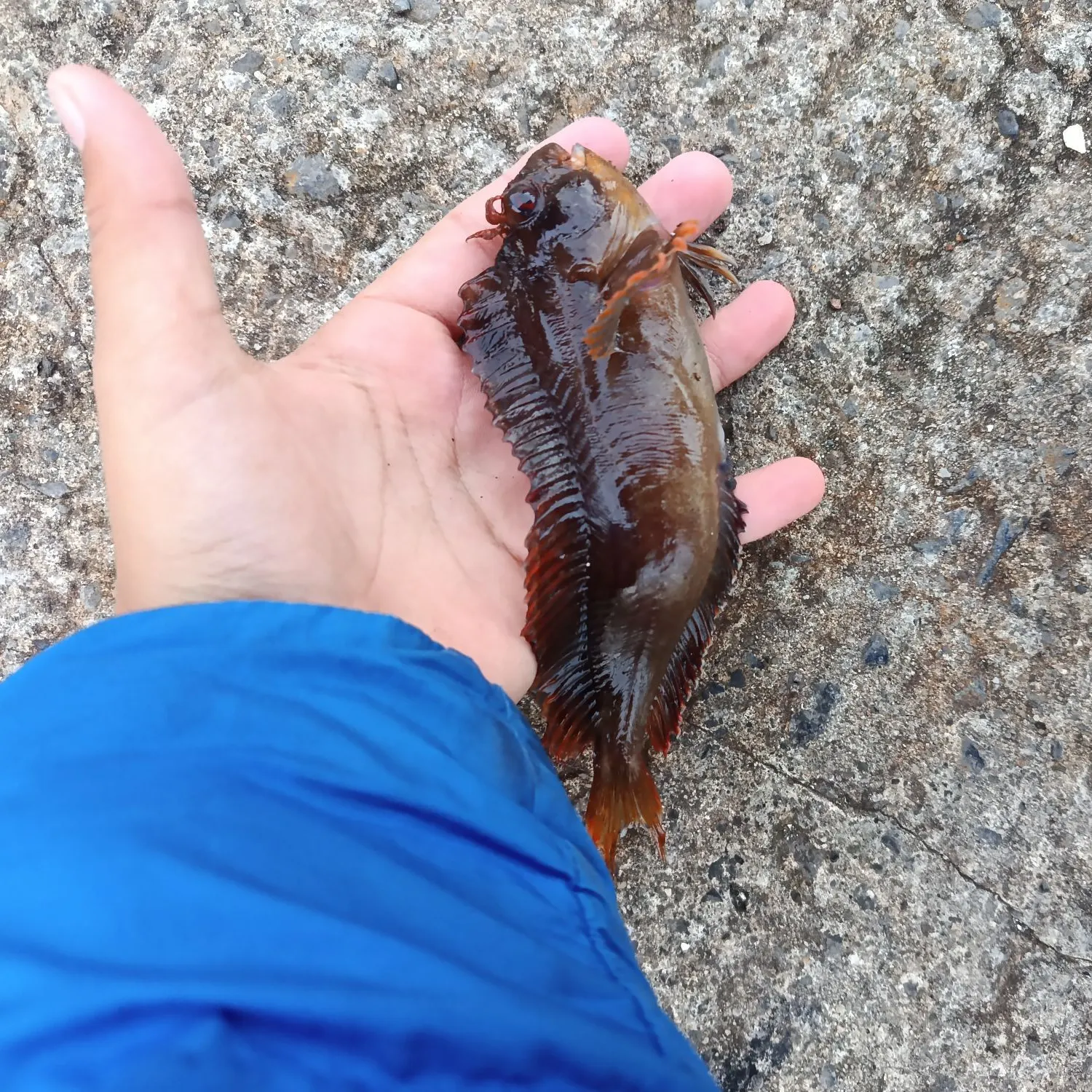 The most recent Tompot blenny catches on Fishbrain