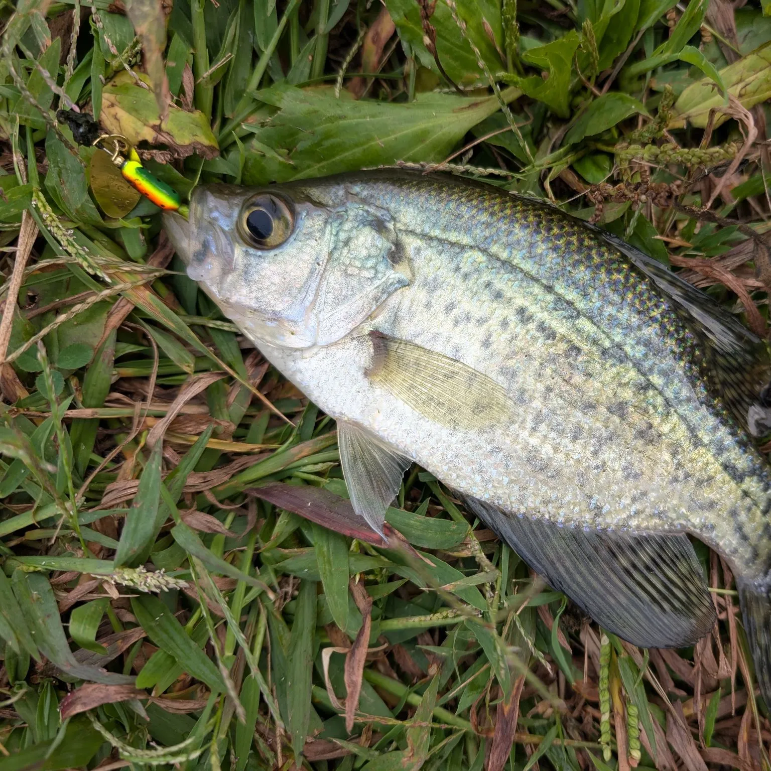 Black crappie caught on Fishbrain