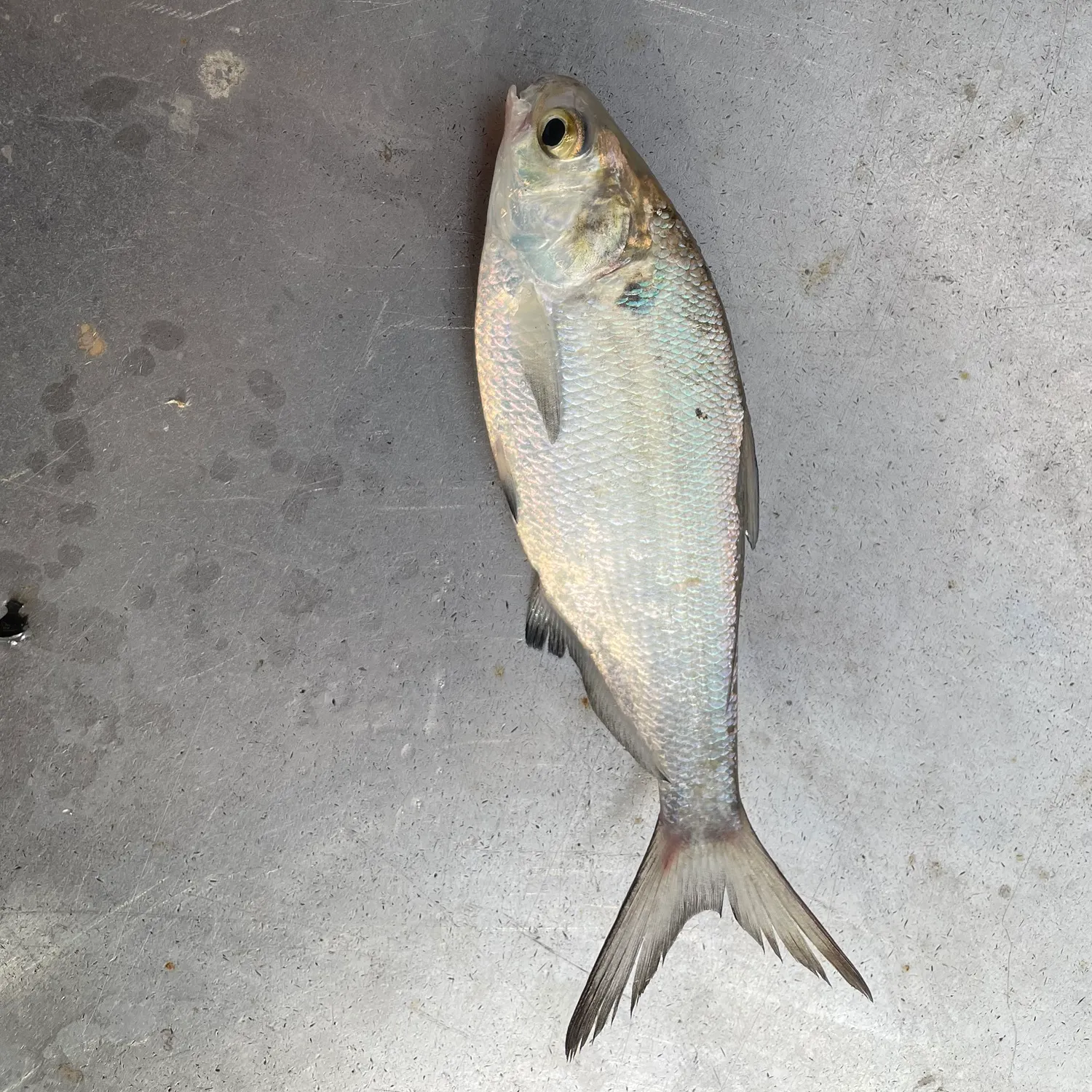 The most recent Threadfin shad catches on Fishbrain