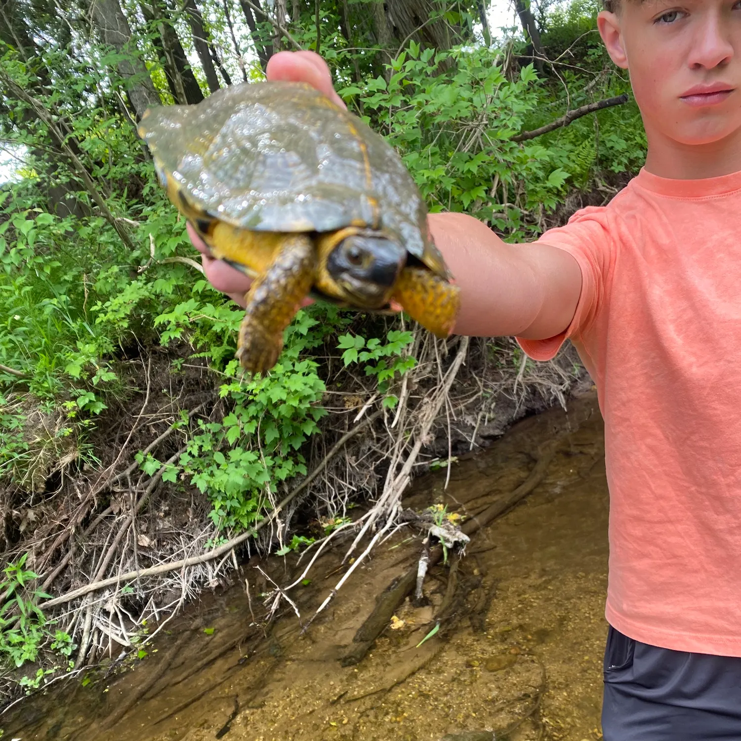 The most recent River cooter turtle catches on Fishbrain