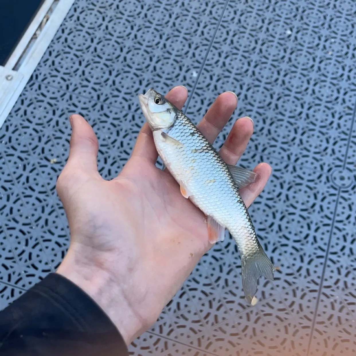 The most recent European chub catches on Fishbrain
