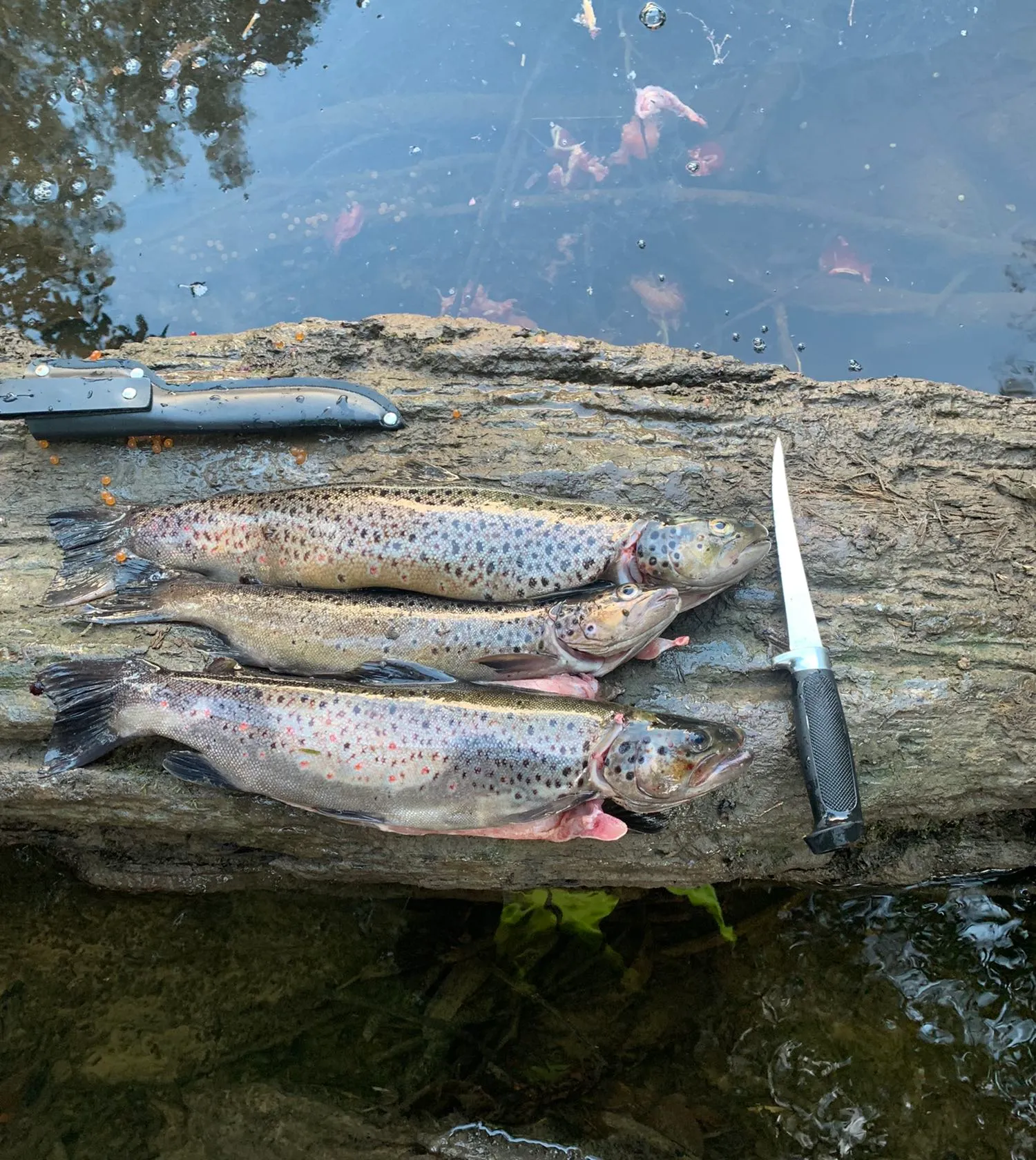 recently logged catches