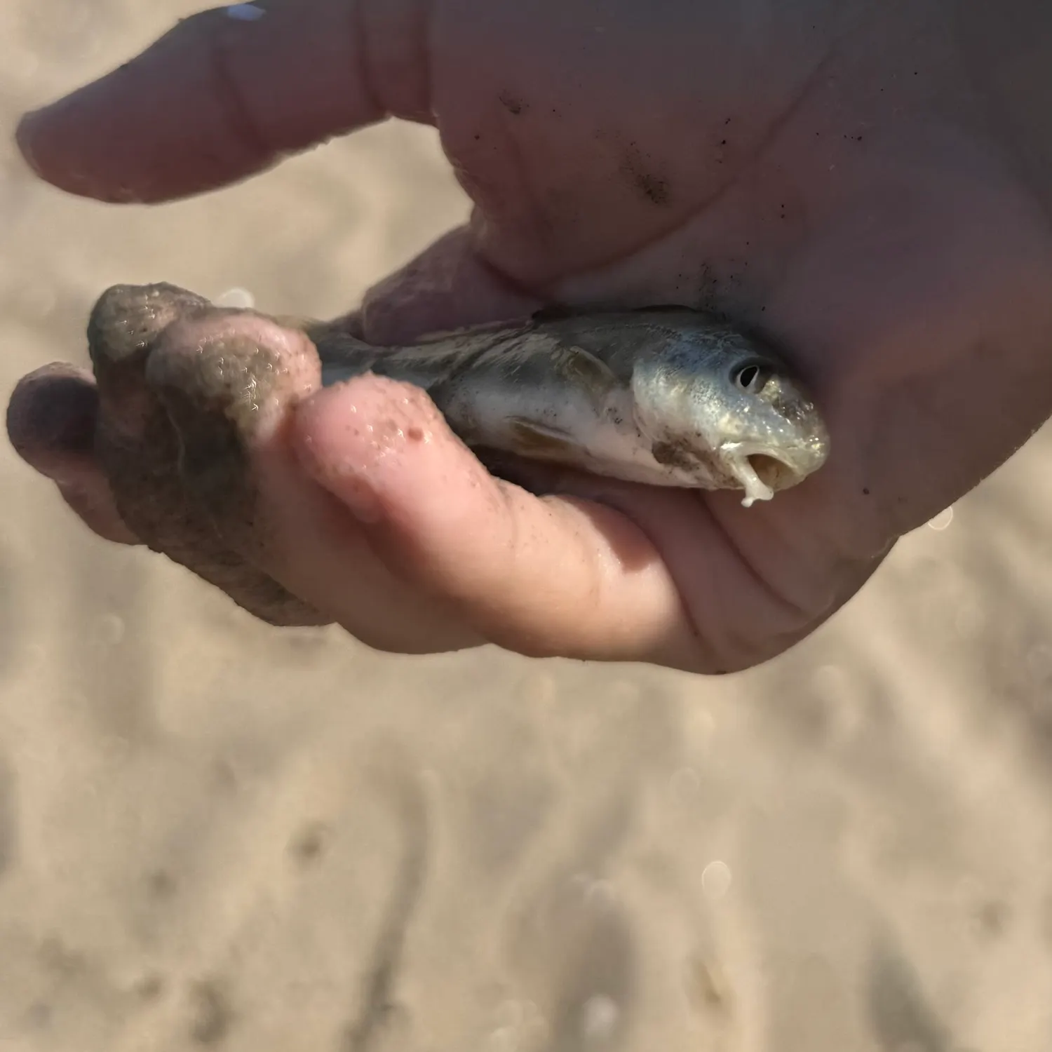 Northern kingcroaker caught on Fishbrain