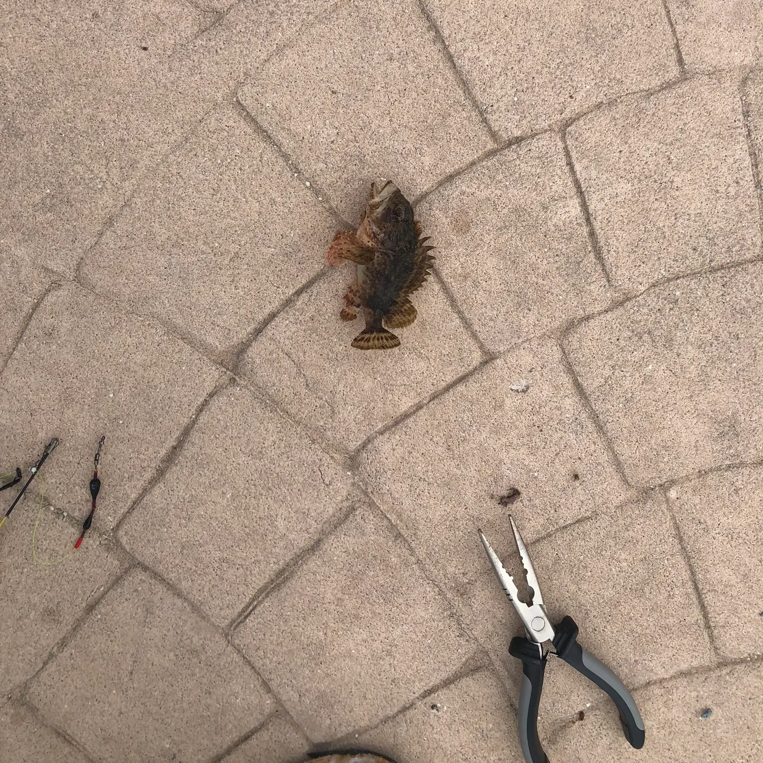 The most recent Golden scorpionfish catches on Fishbrain