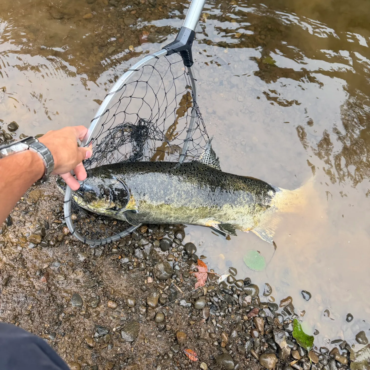 Chinook salmon caught on Fishbrain