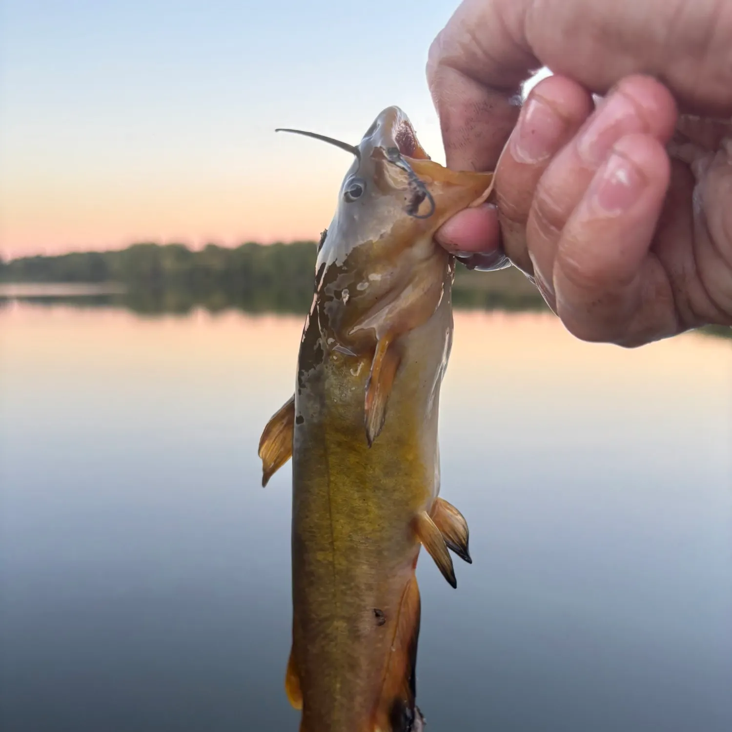 Yellow bullhead caught on Fishbrain