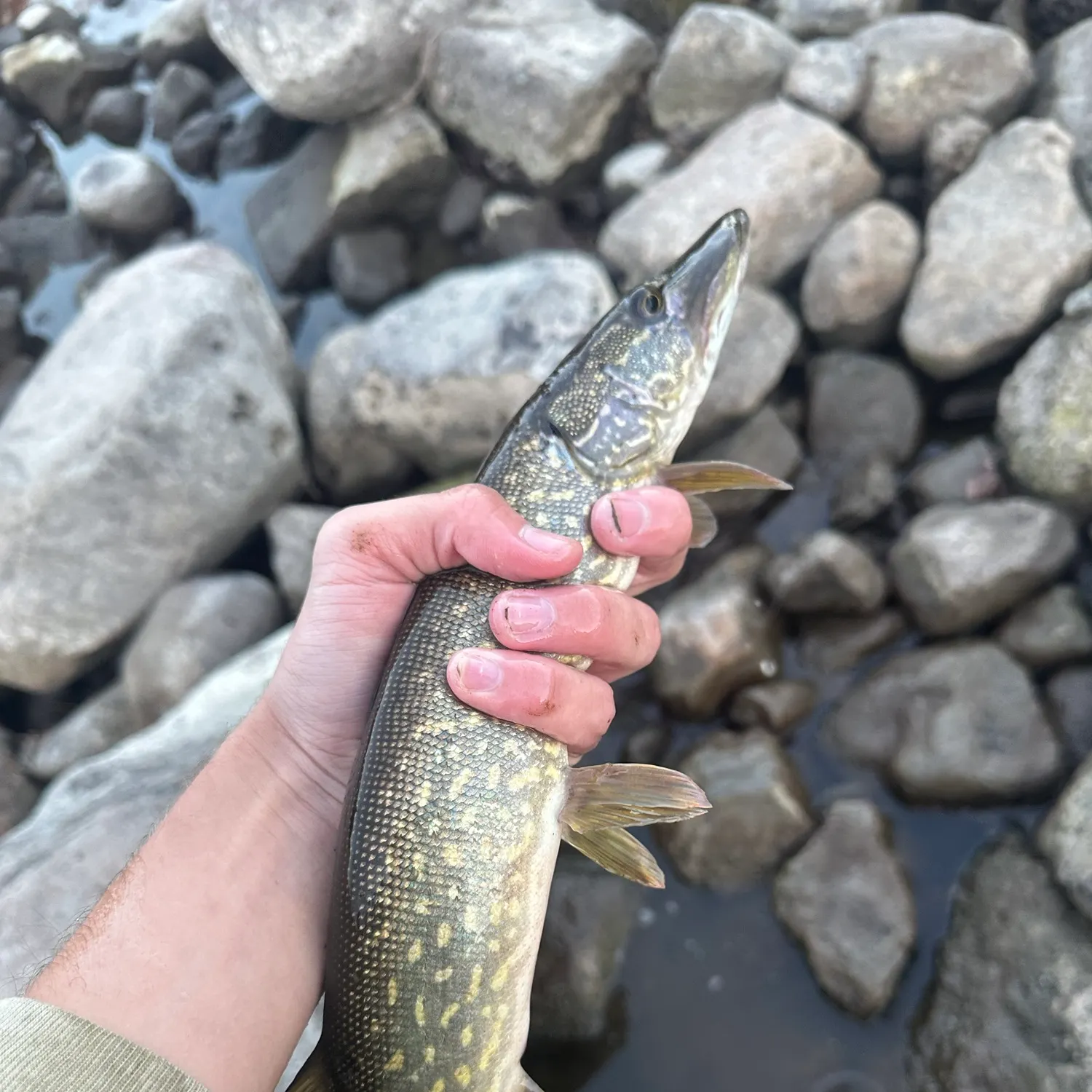 Northern pike caught on Fishbrain