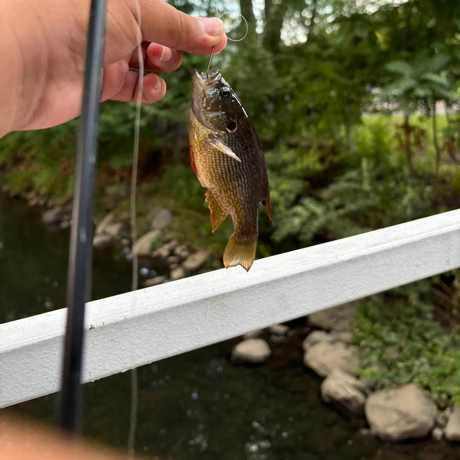 Green sunfish caught on Fishbrain