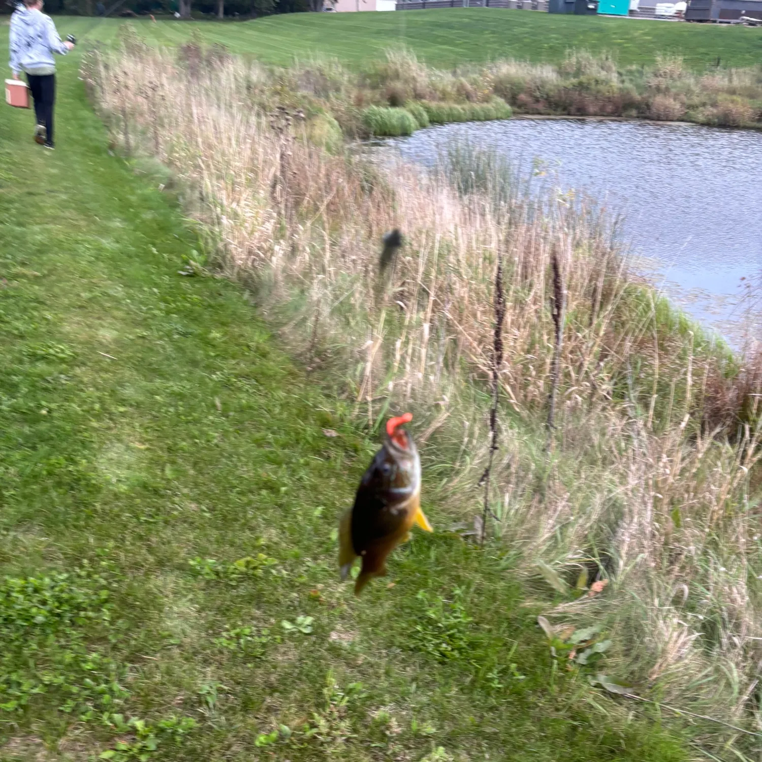 Dollar sunfish caught on Fishbrain