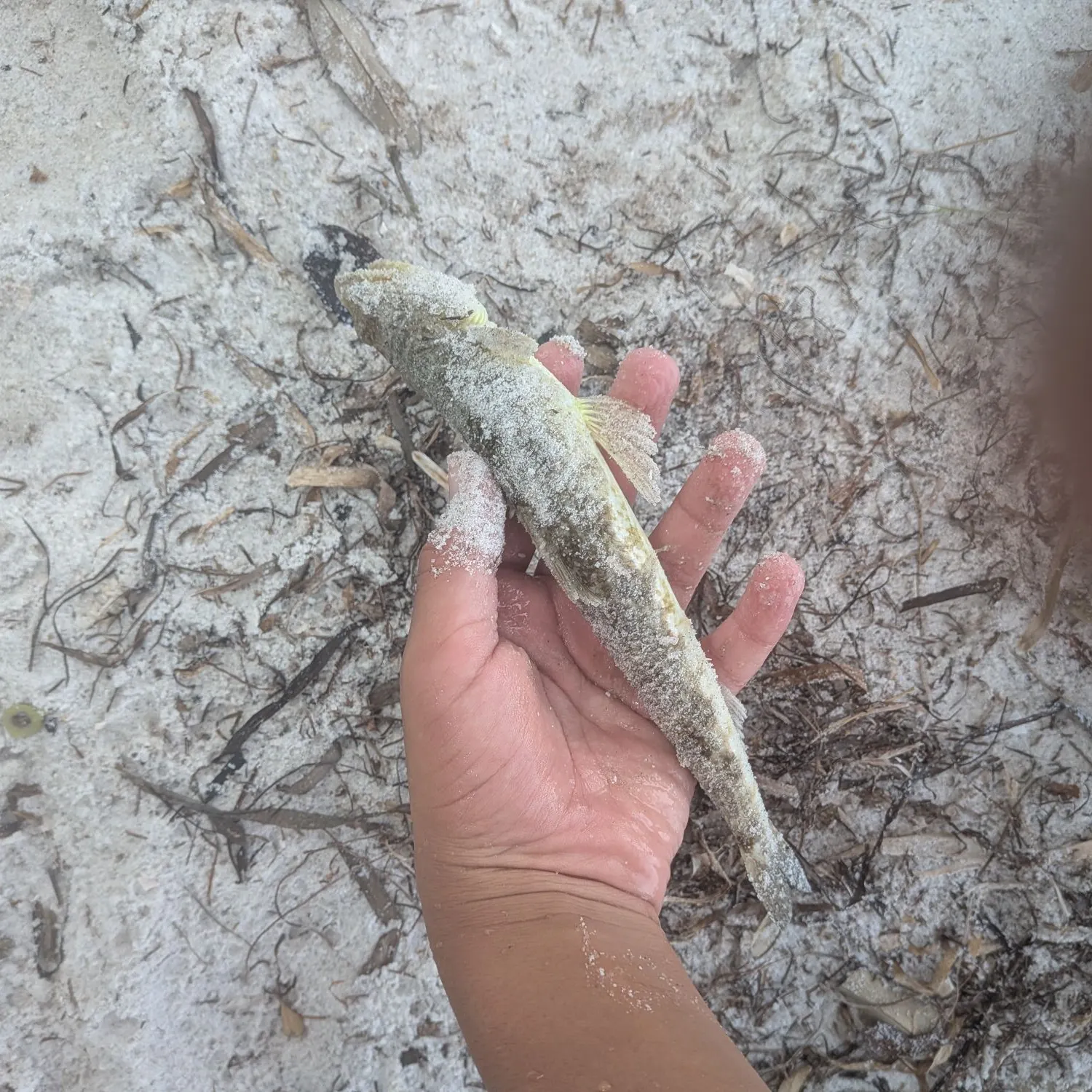 The most recent Inshore lizardfish catches on Fishbrain