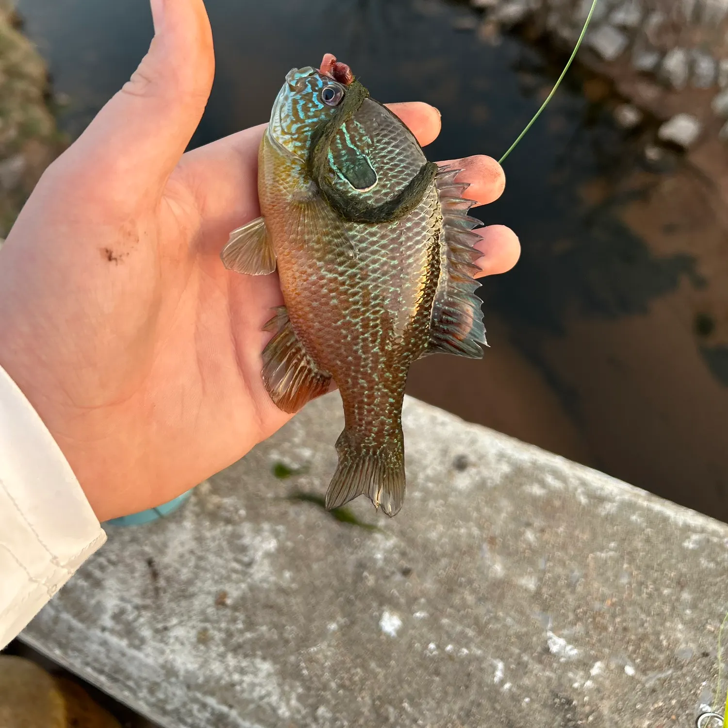 The most recent Longear sunfish catches on Fishbrain