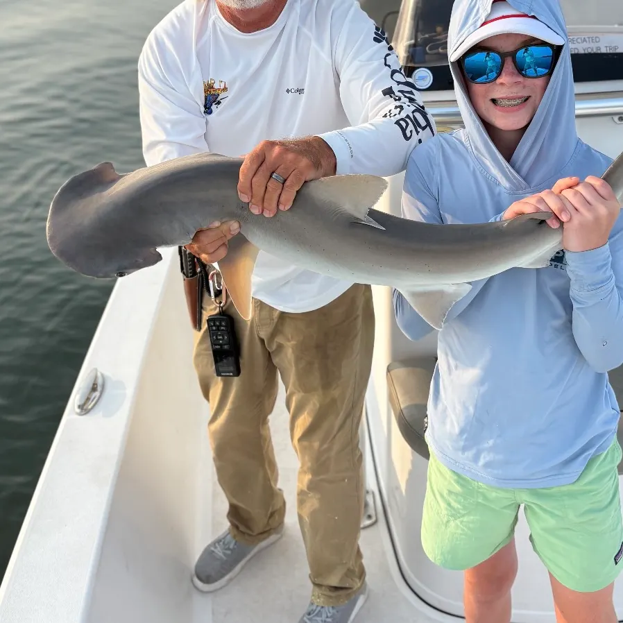 The most recent Bonnethead shark catches on Fishbrain