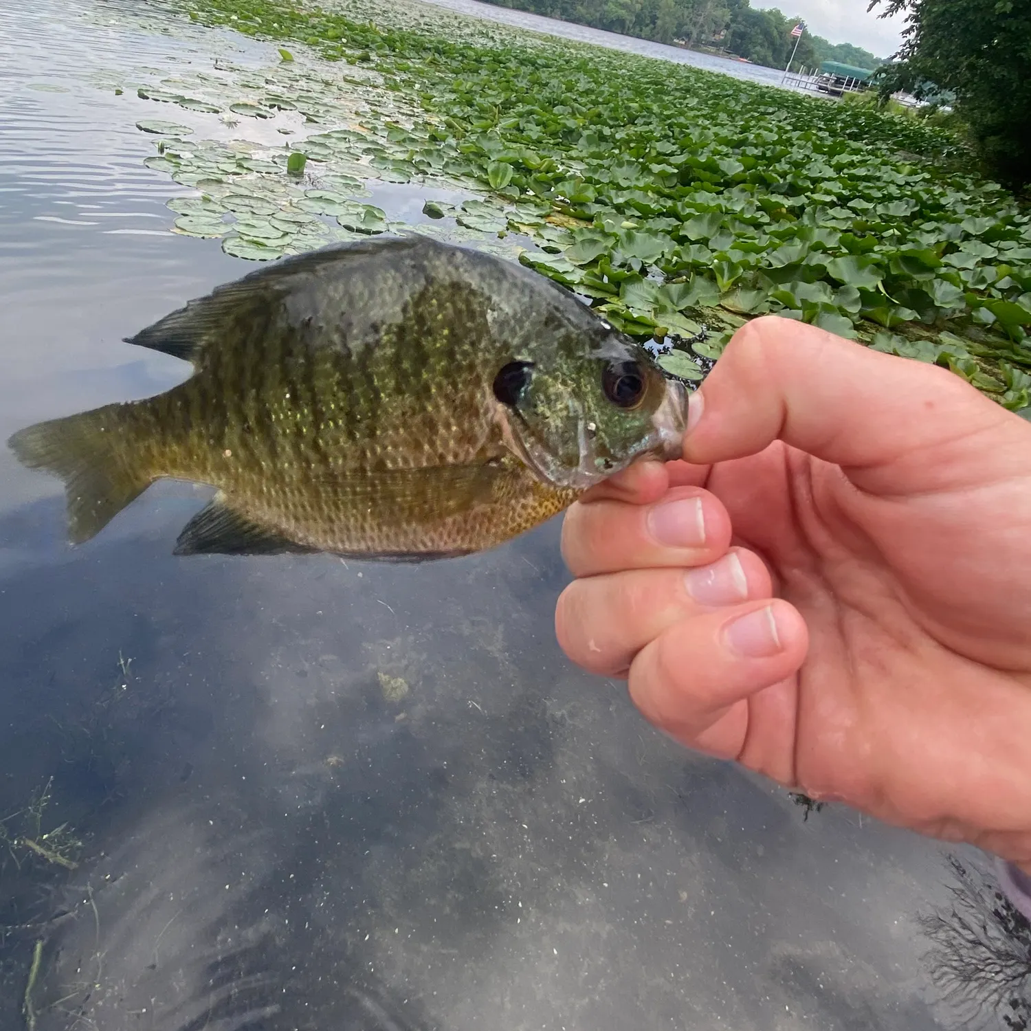 Bluegill caught on Fishbrain