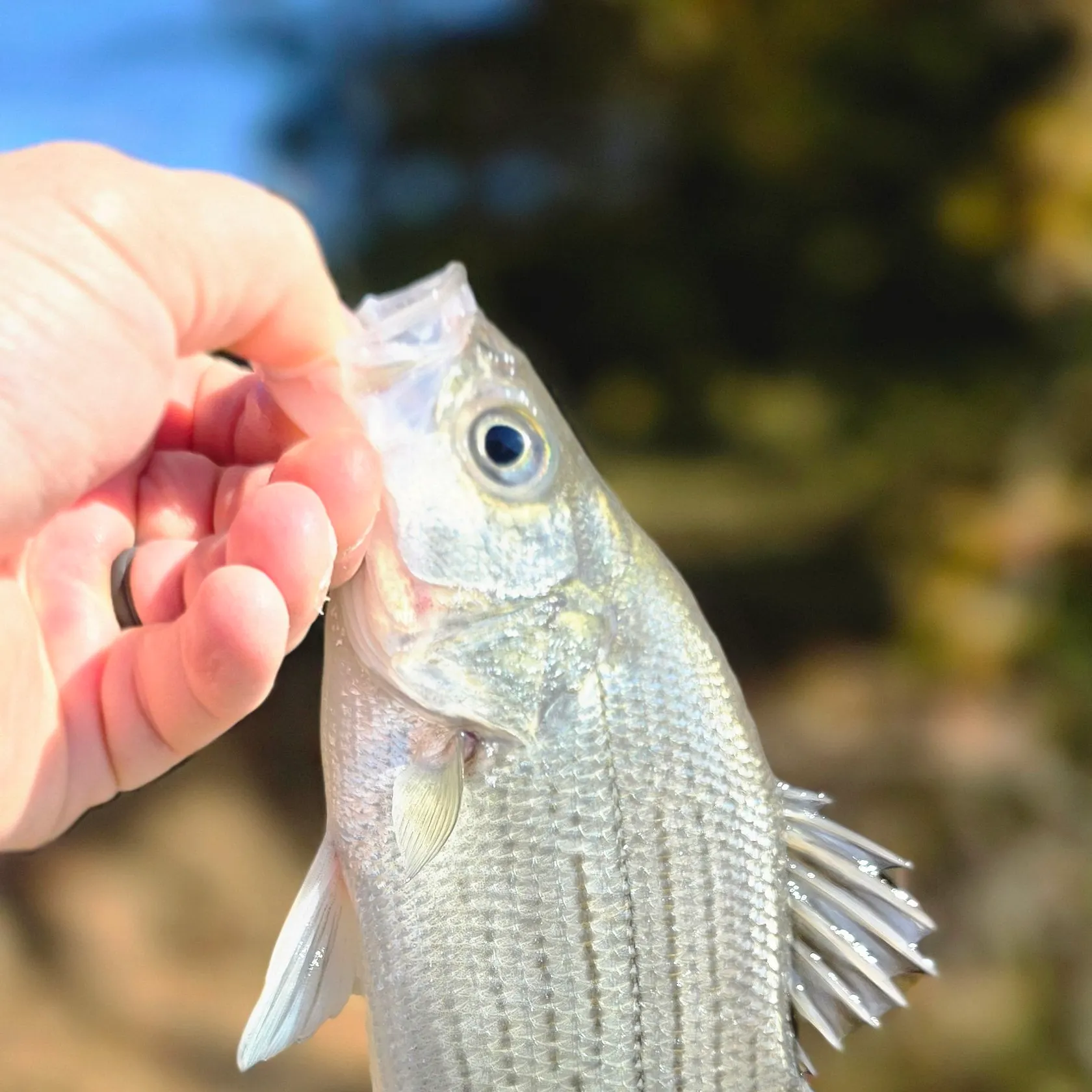 Wiper caught on Fishbrain