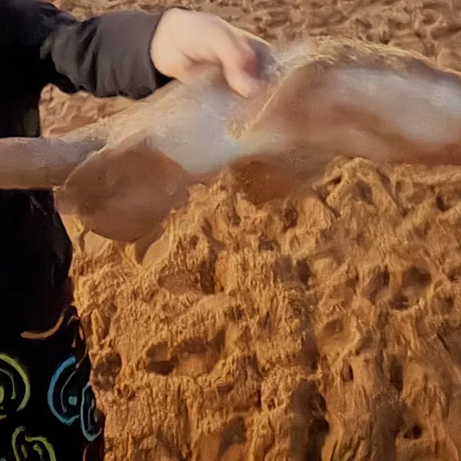Nurse shark caught on Fishbrain