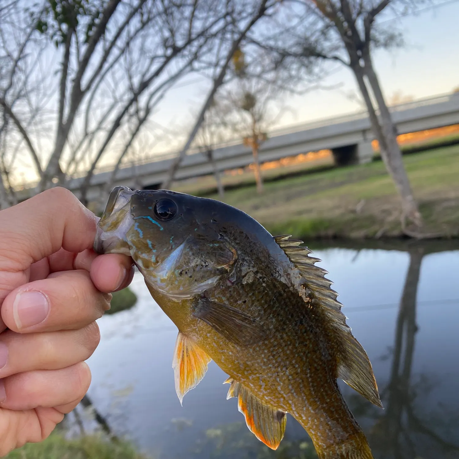 Smallmouth bass caught on Fishbrain