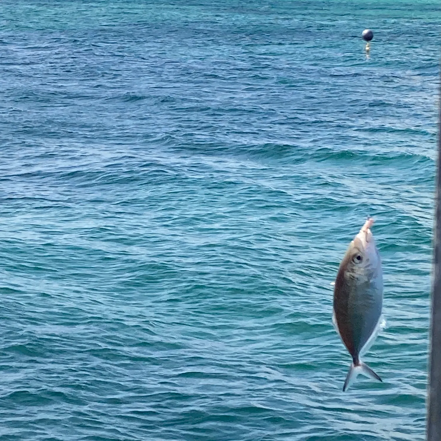 The most recent Silver trevally catches on Fishbrain