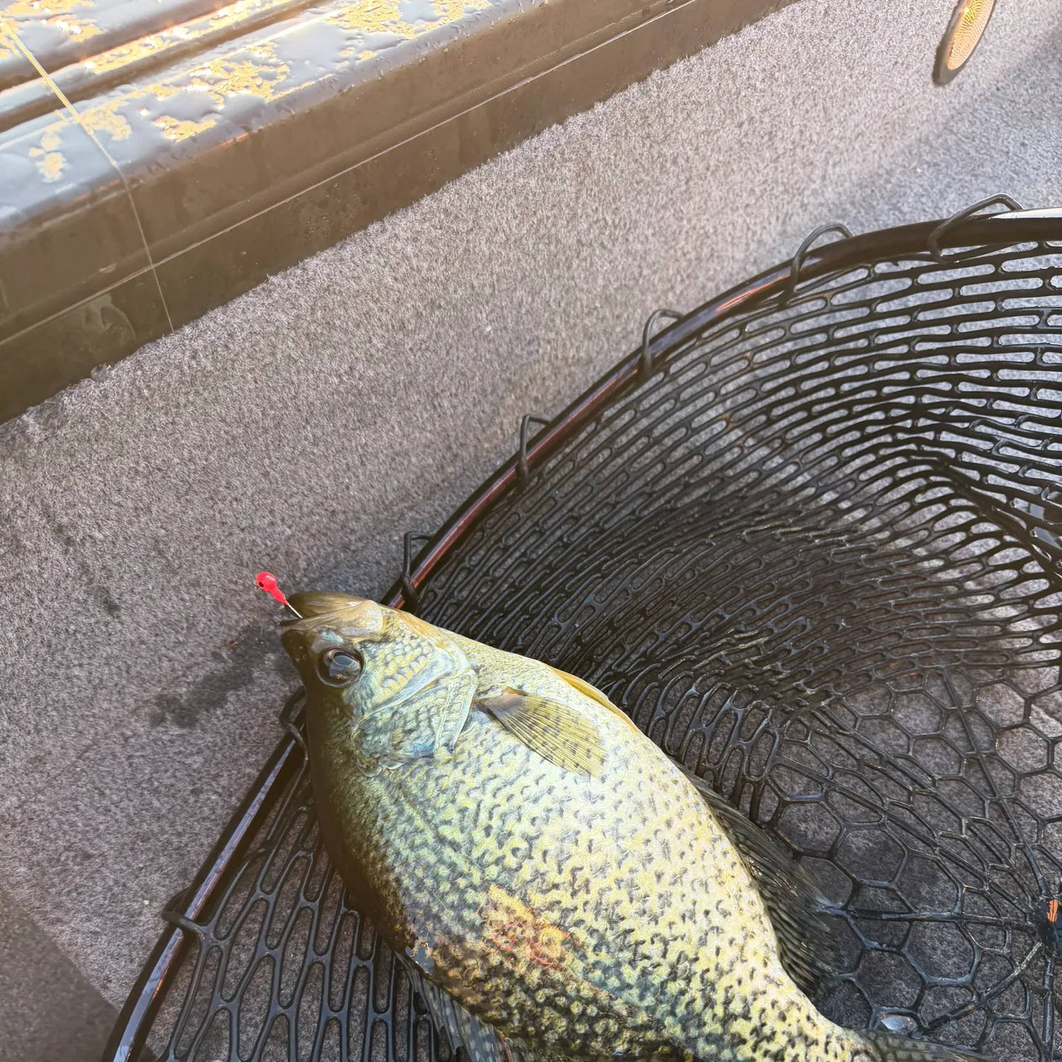 Black crappie caught on Fishbrain