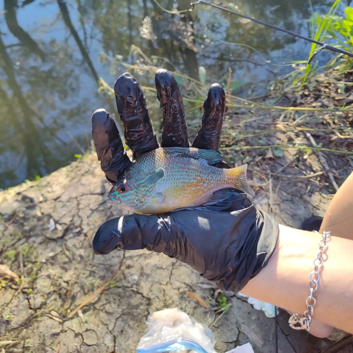 The most recent Longear sunfish catches on Fishbrain