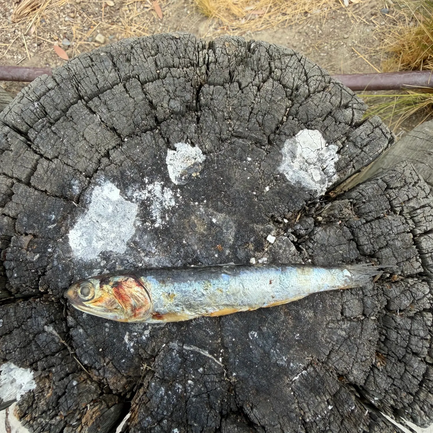 The most recent Round sardinella catches on Fishbrain