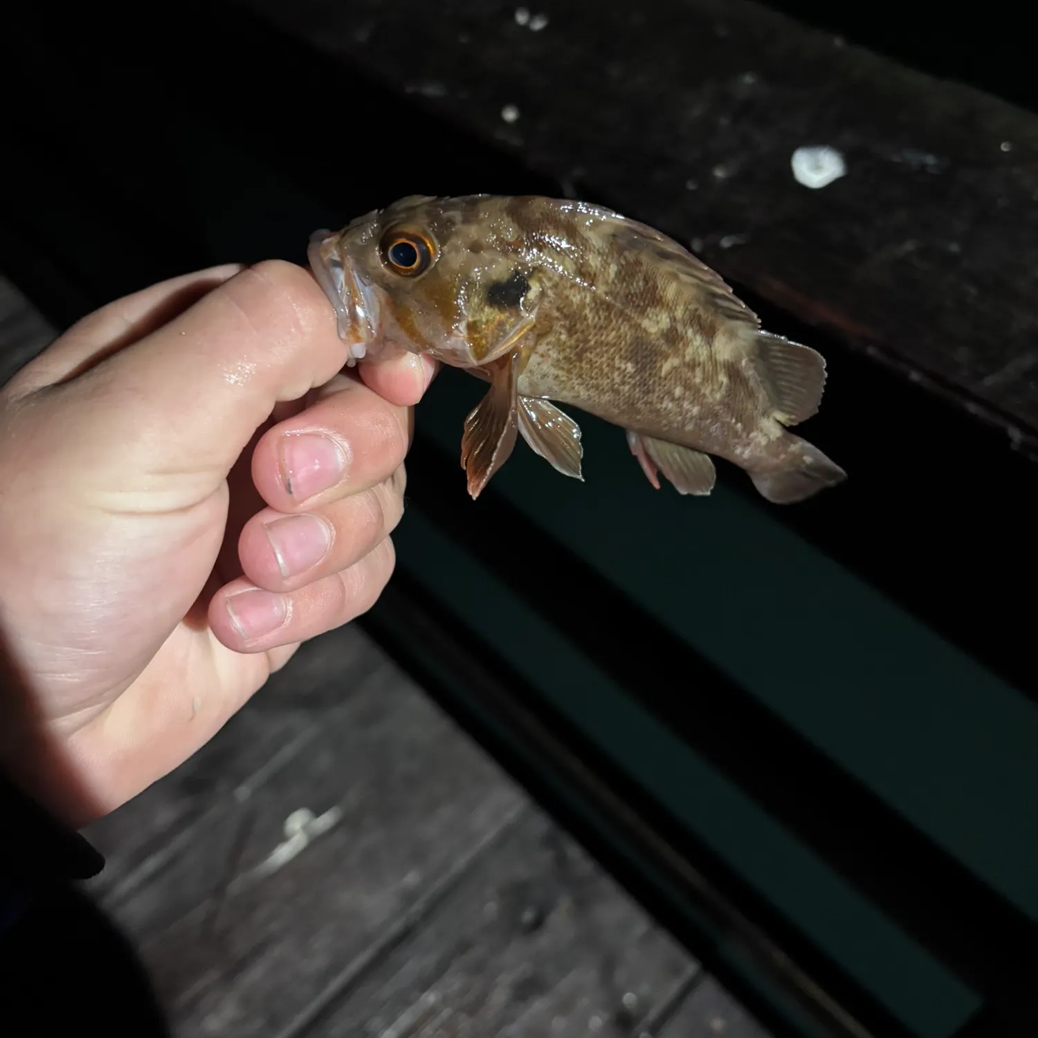 The most recent Brown rockfish catches on Fishbrain