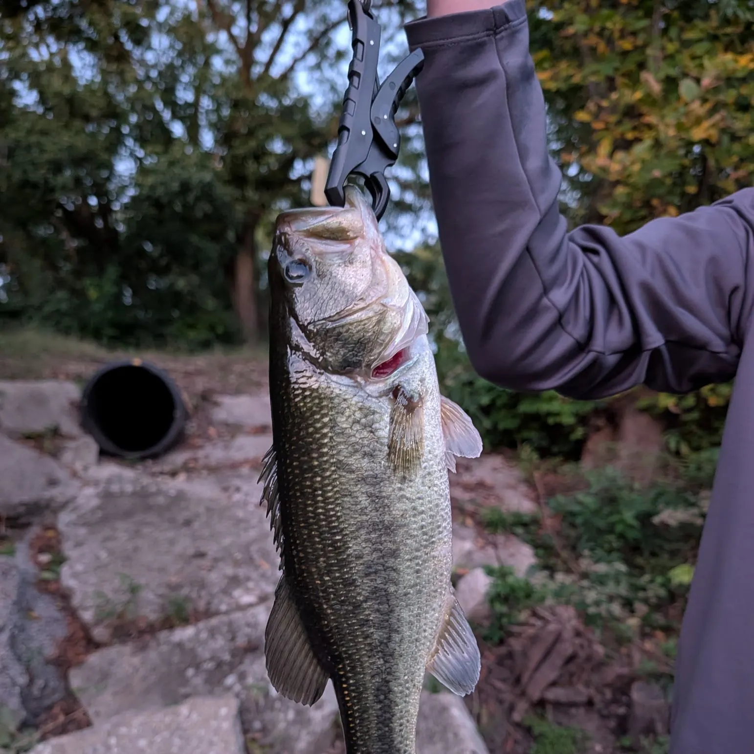 Largemouth bass caught on Fishbrain