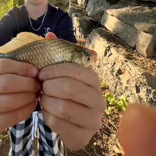 The most recent Crucian carp catches on Fishbrain