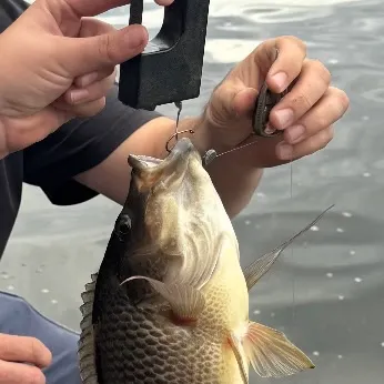 Blue tilapia caught on Fishbrain
