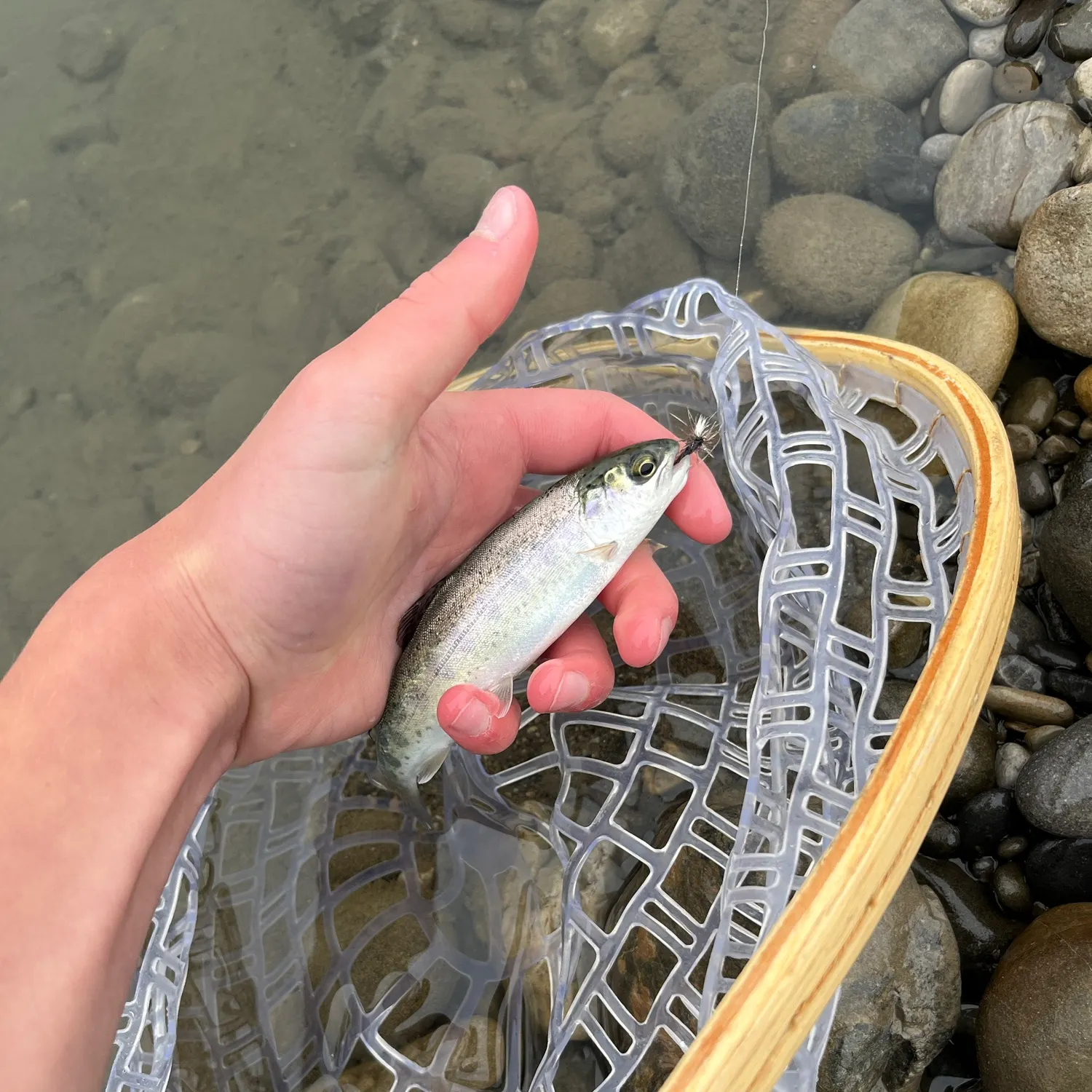 Rainbow trout caught on Fishbrain