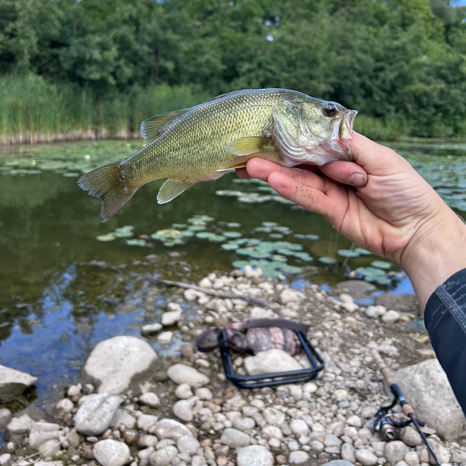 Largemouth bass caught on Fishbrain