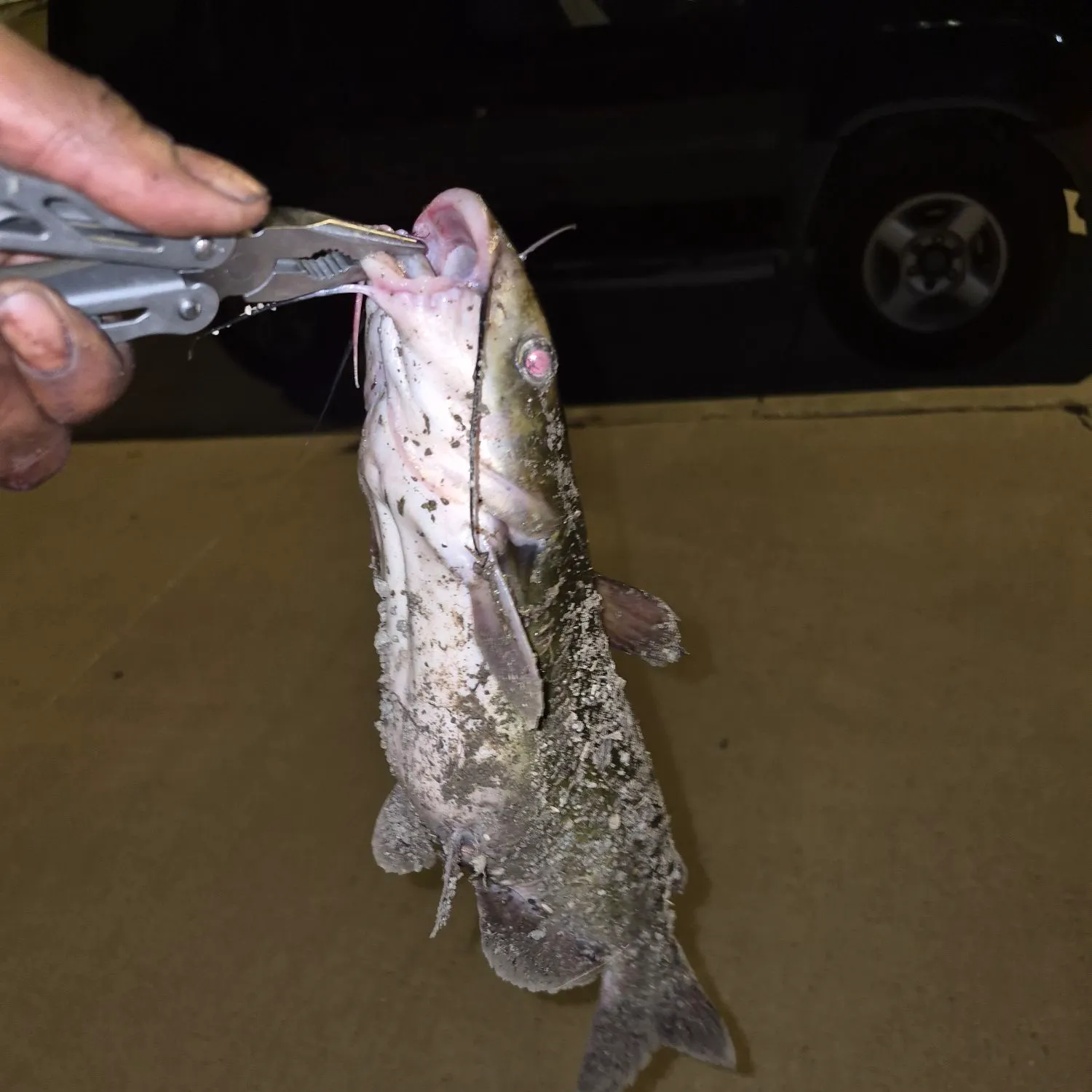Channel catfish caught on Fishbrain