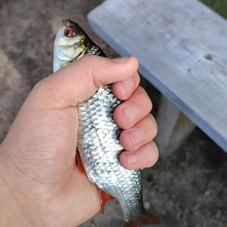 Common rudd caught on Fishbrain