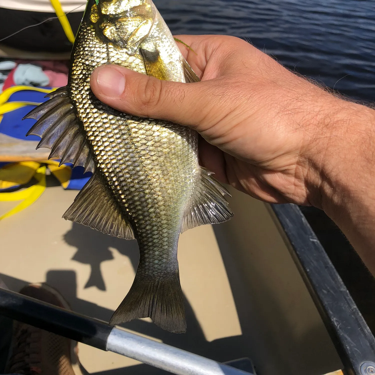 White perch caught on Fishbrain
