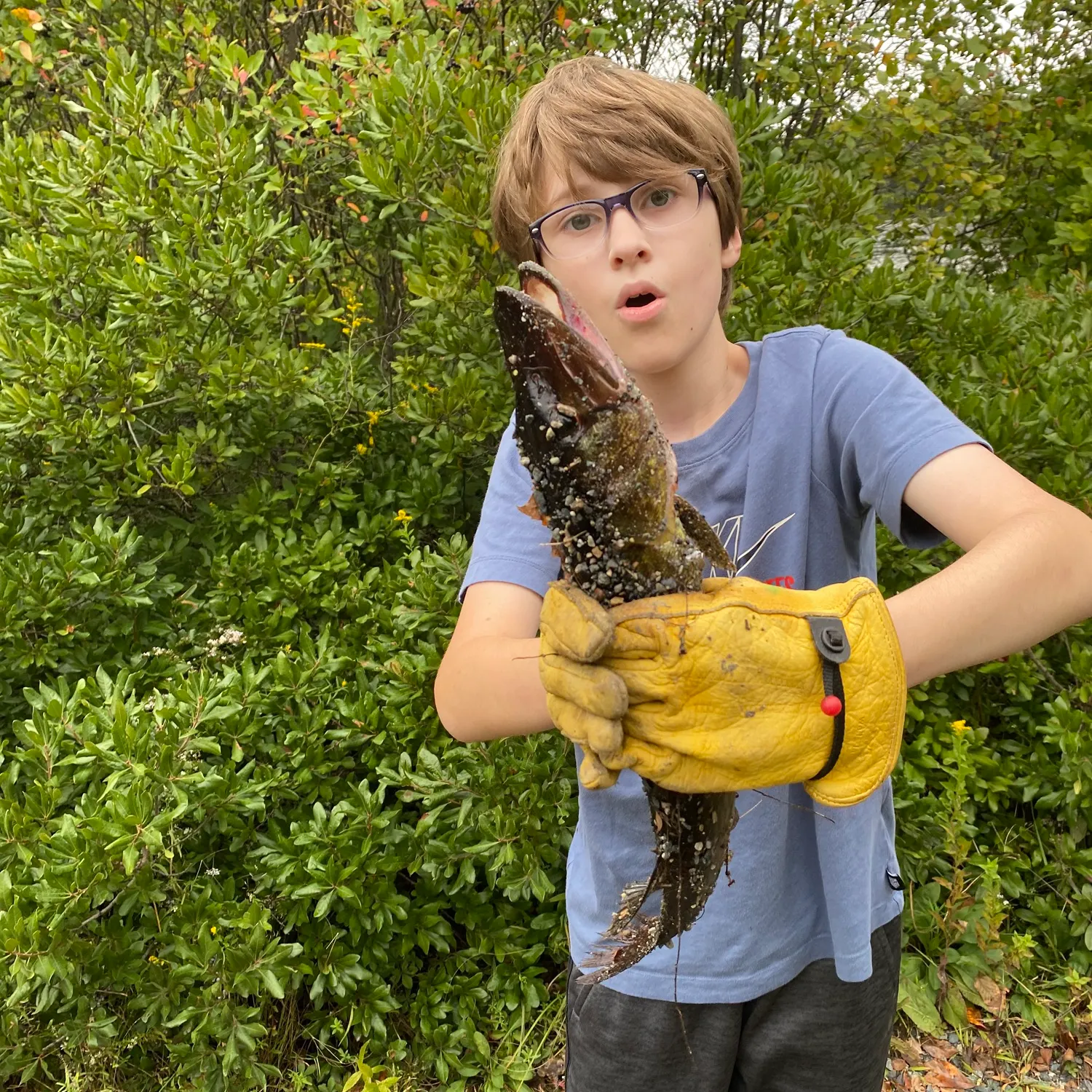 Chain pickerel caught on Fishbrain