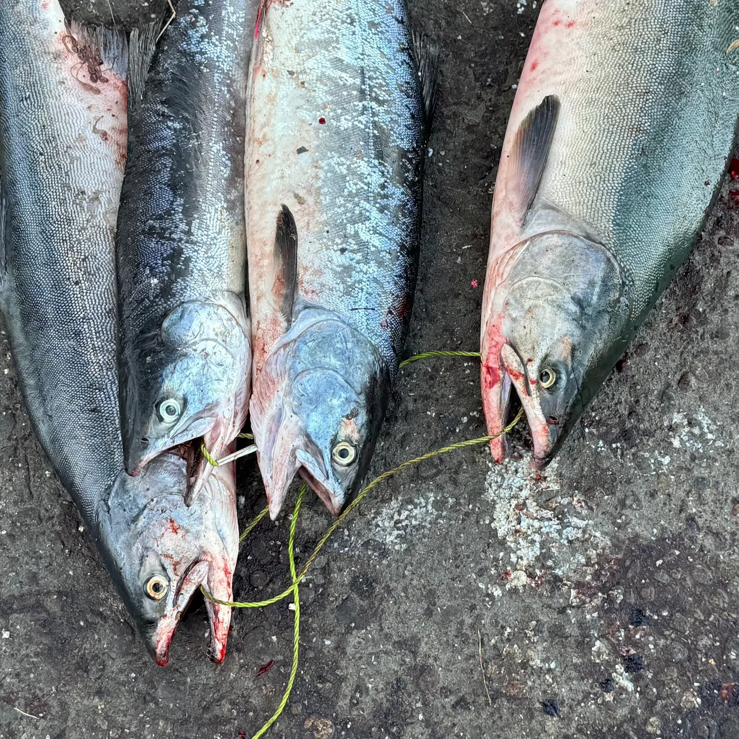 recently logged catches