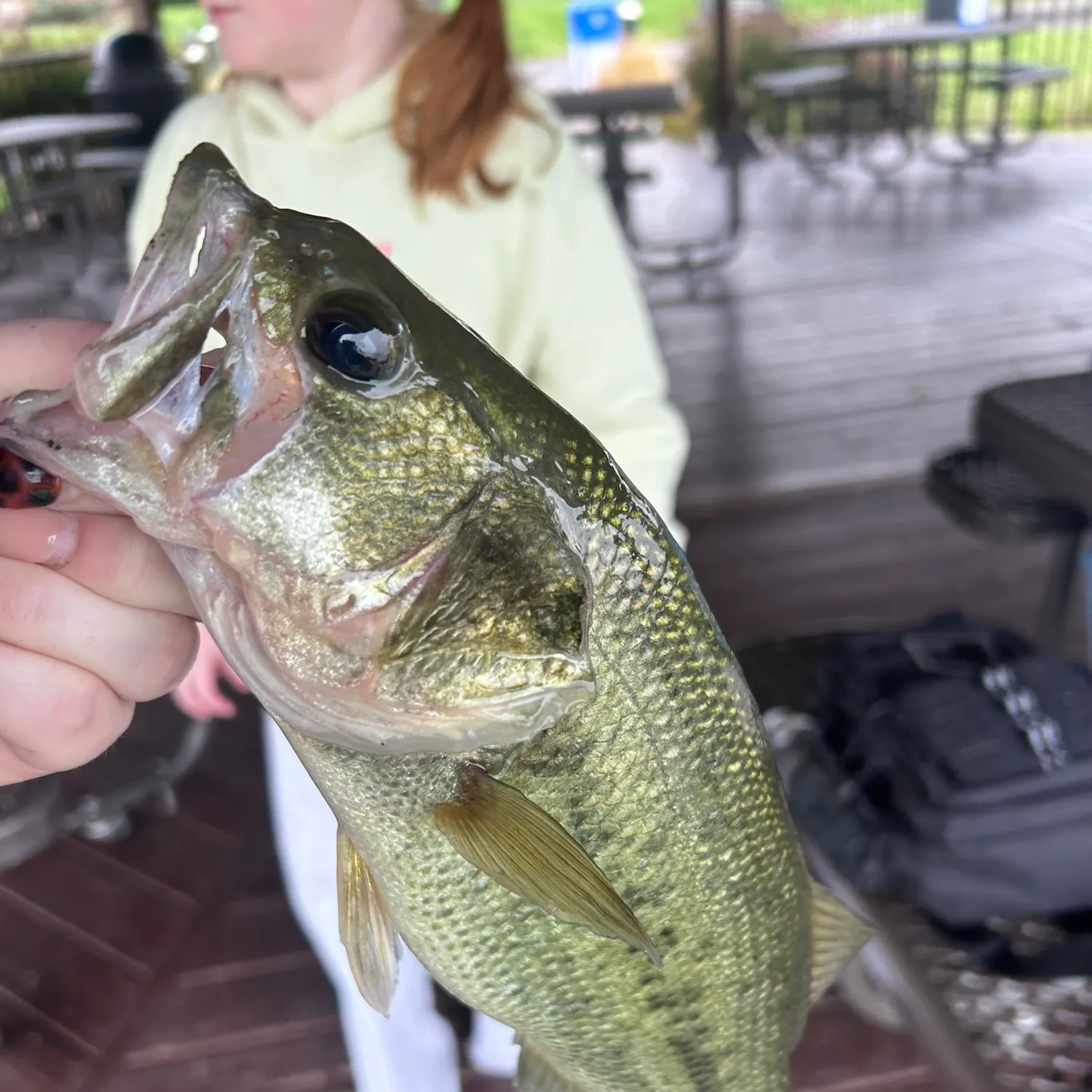 Spotted bass caught on Fishbrain