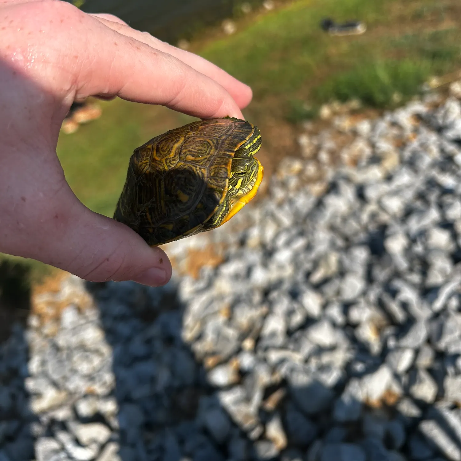 Green sunfish caught on Fishbrain