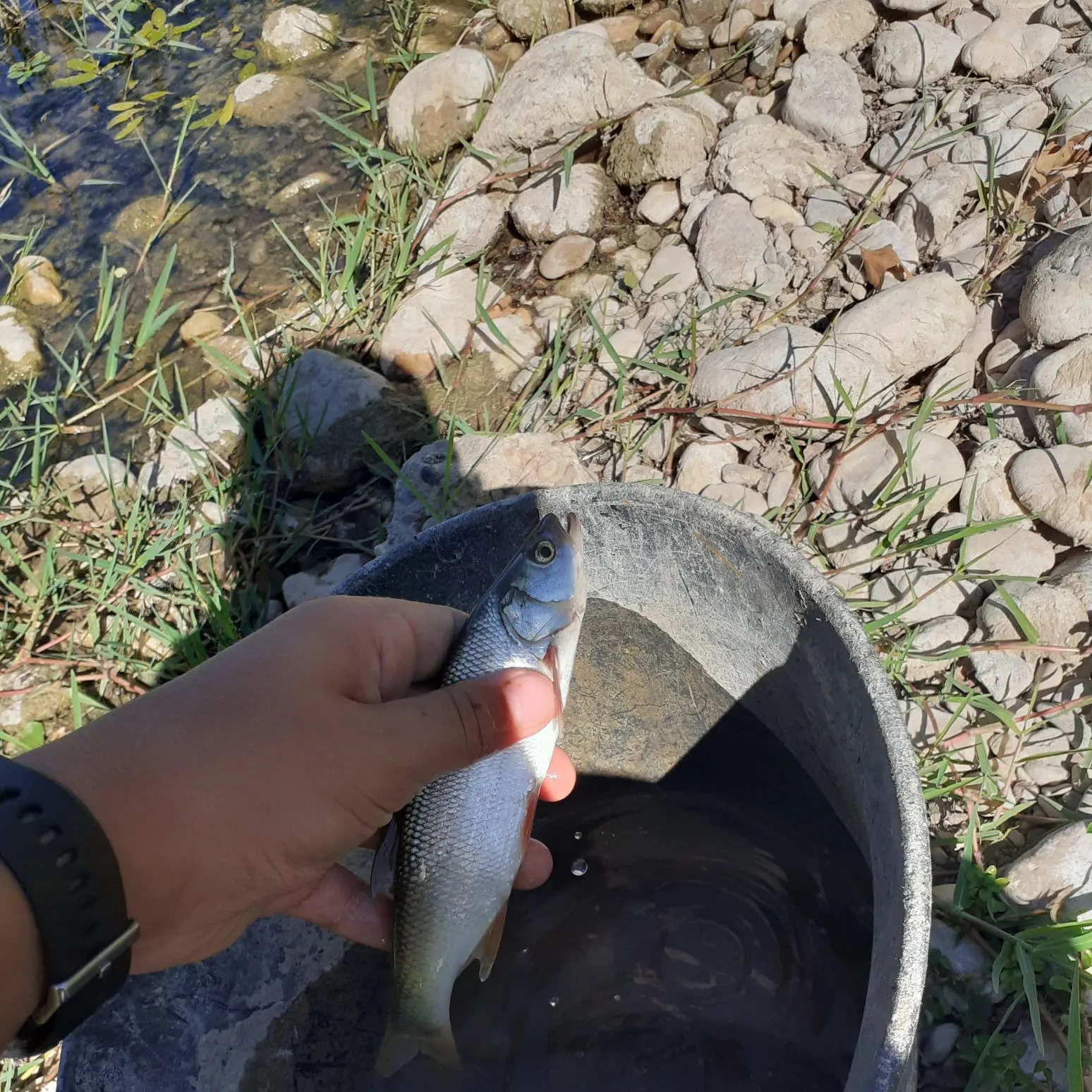 European chub caught on Fishbrain