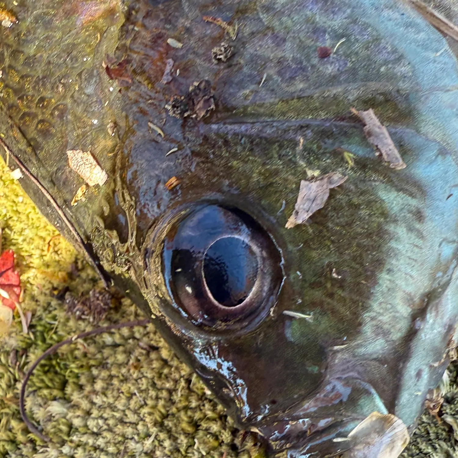 The most recent Bluegill catches on Fishbrain