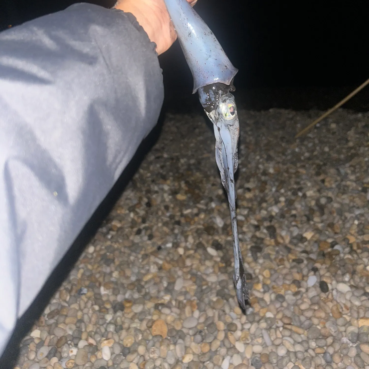 The most recent Gould's squid catches on Fishbrain
