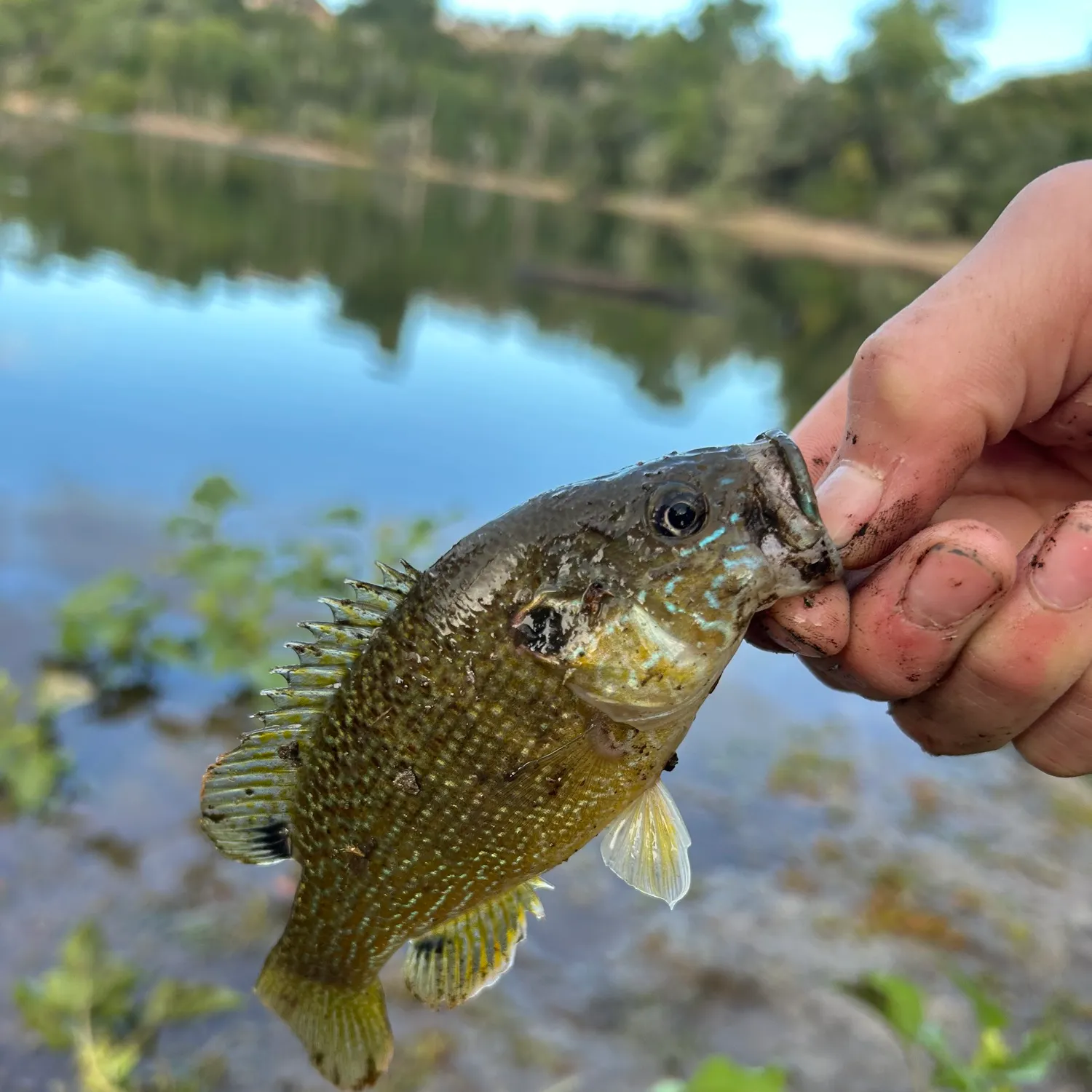 Green sunfish caught on Fishbrain